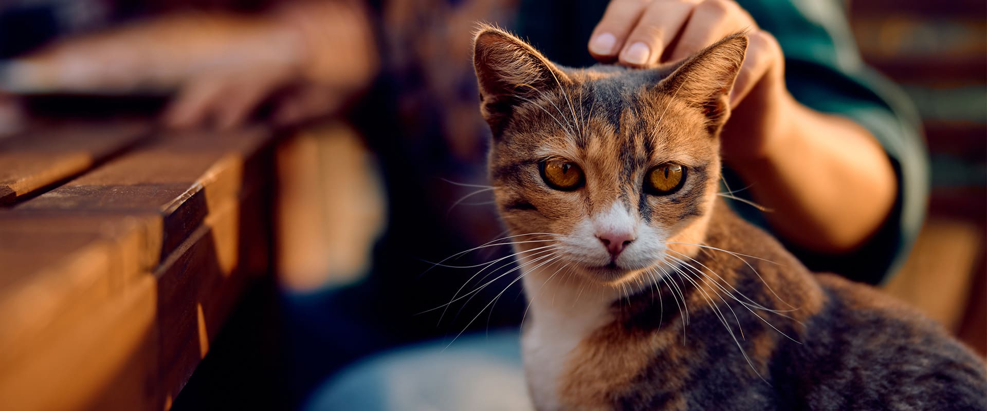 Petclay Χονδρική άμμος γάτας