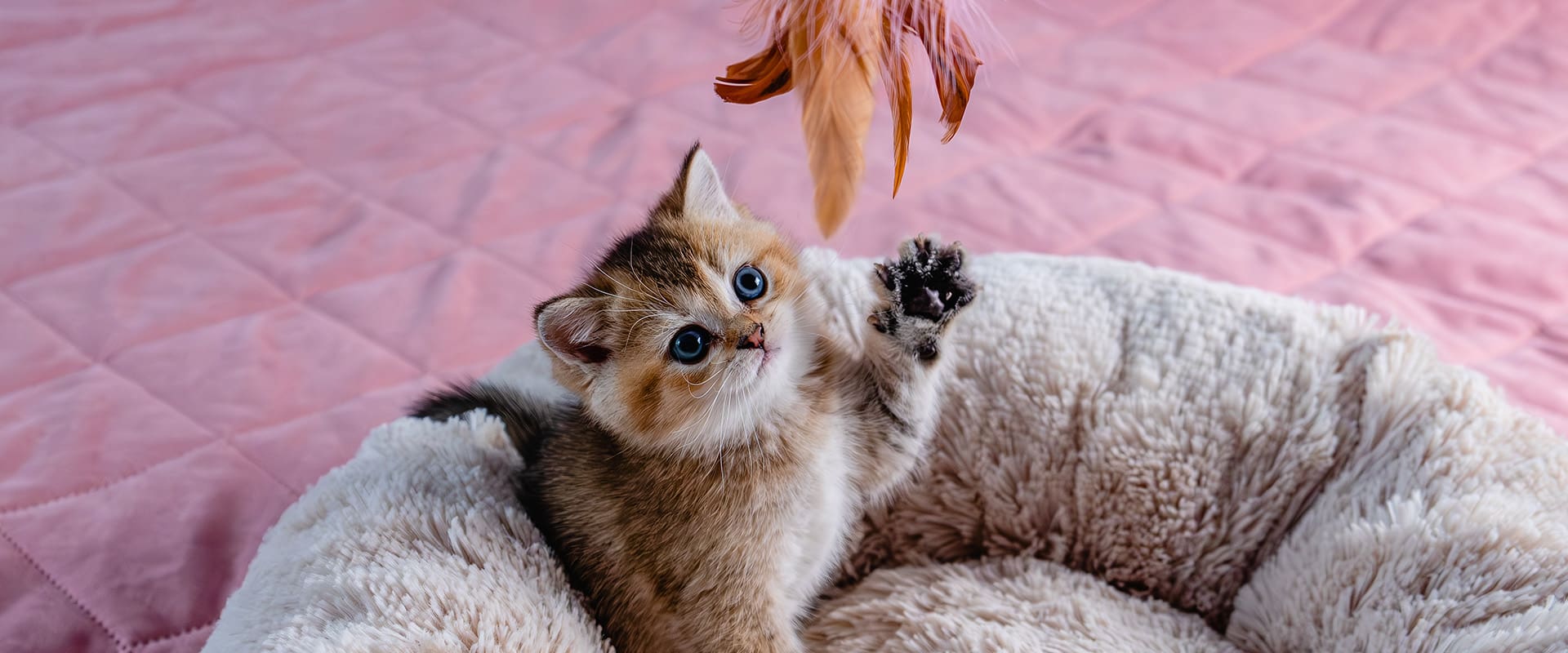 Petclay Χονδρική άμμος γάτας