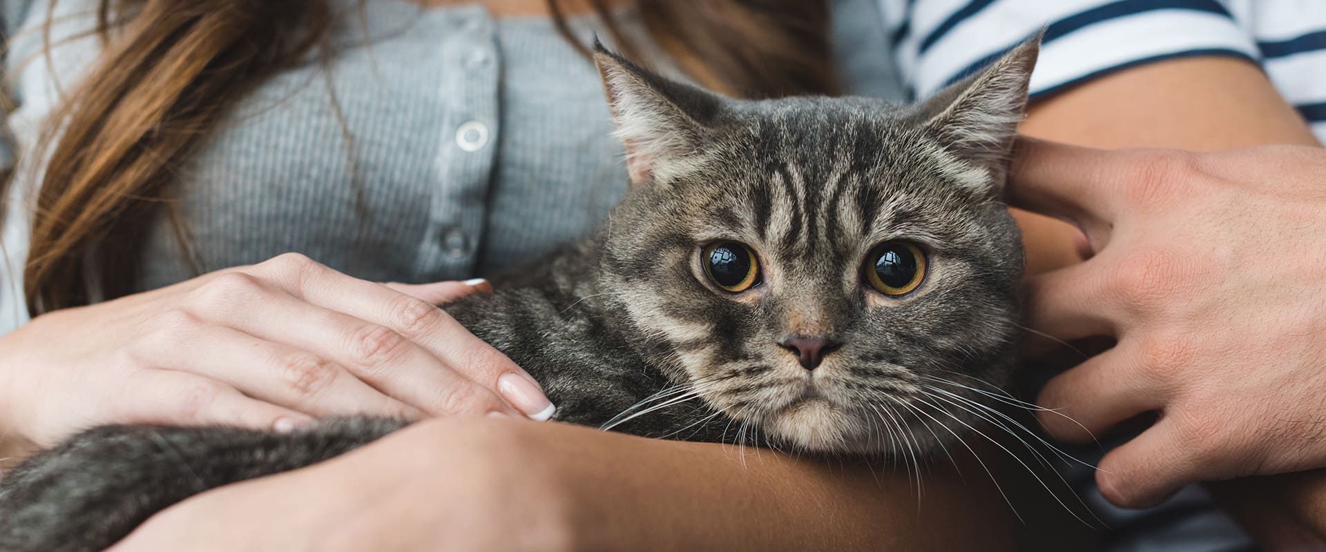 Petclay Χονδρική άμμος γάτας